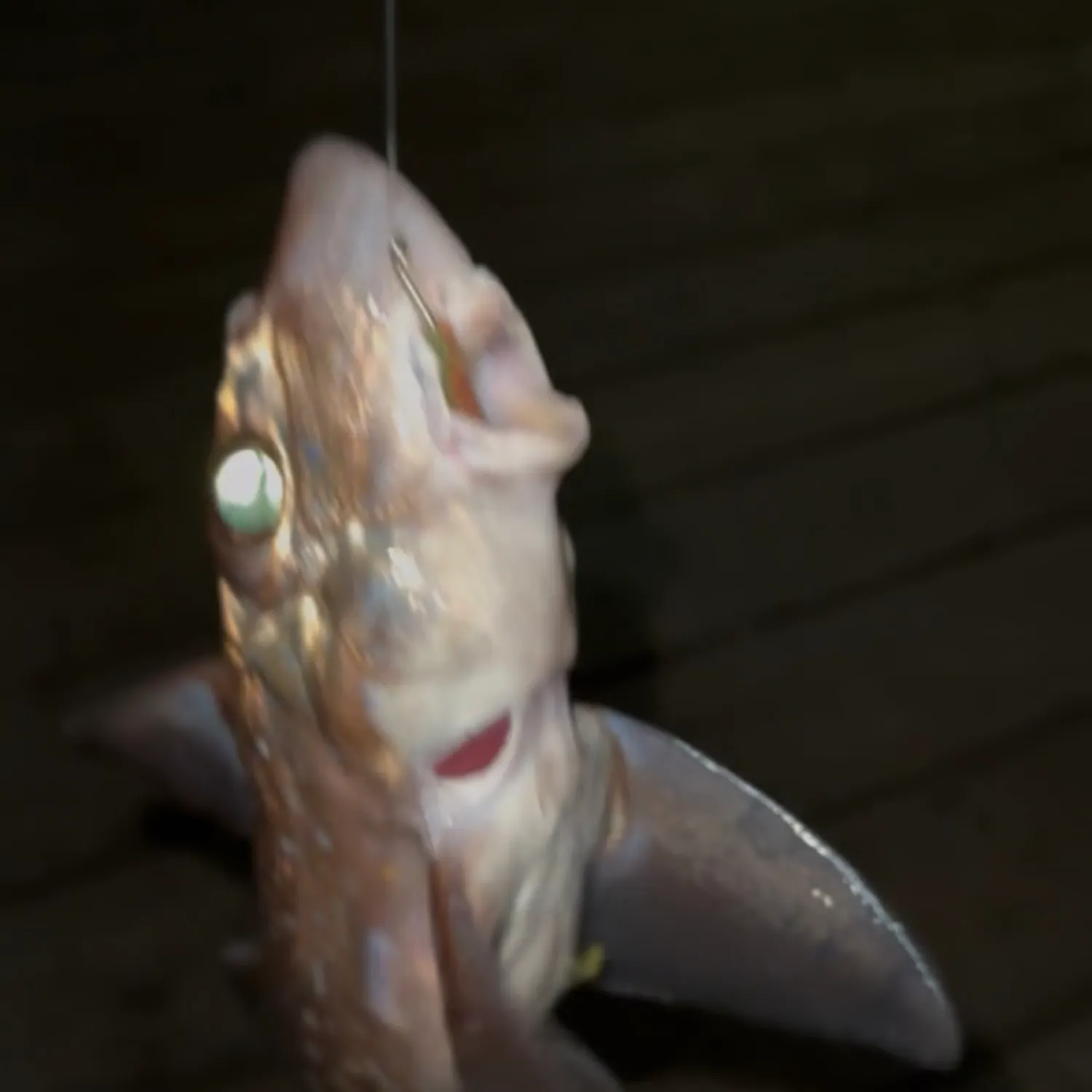 The most recent Ratfish catches on Fishbrain