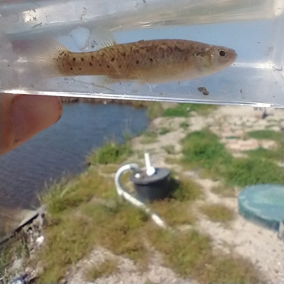 The most recent Bayou killifish catches on Fishbrain