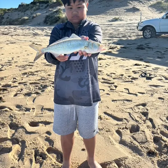 The most recent Western Australian salmon catches on Fishbrain