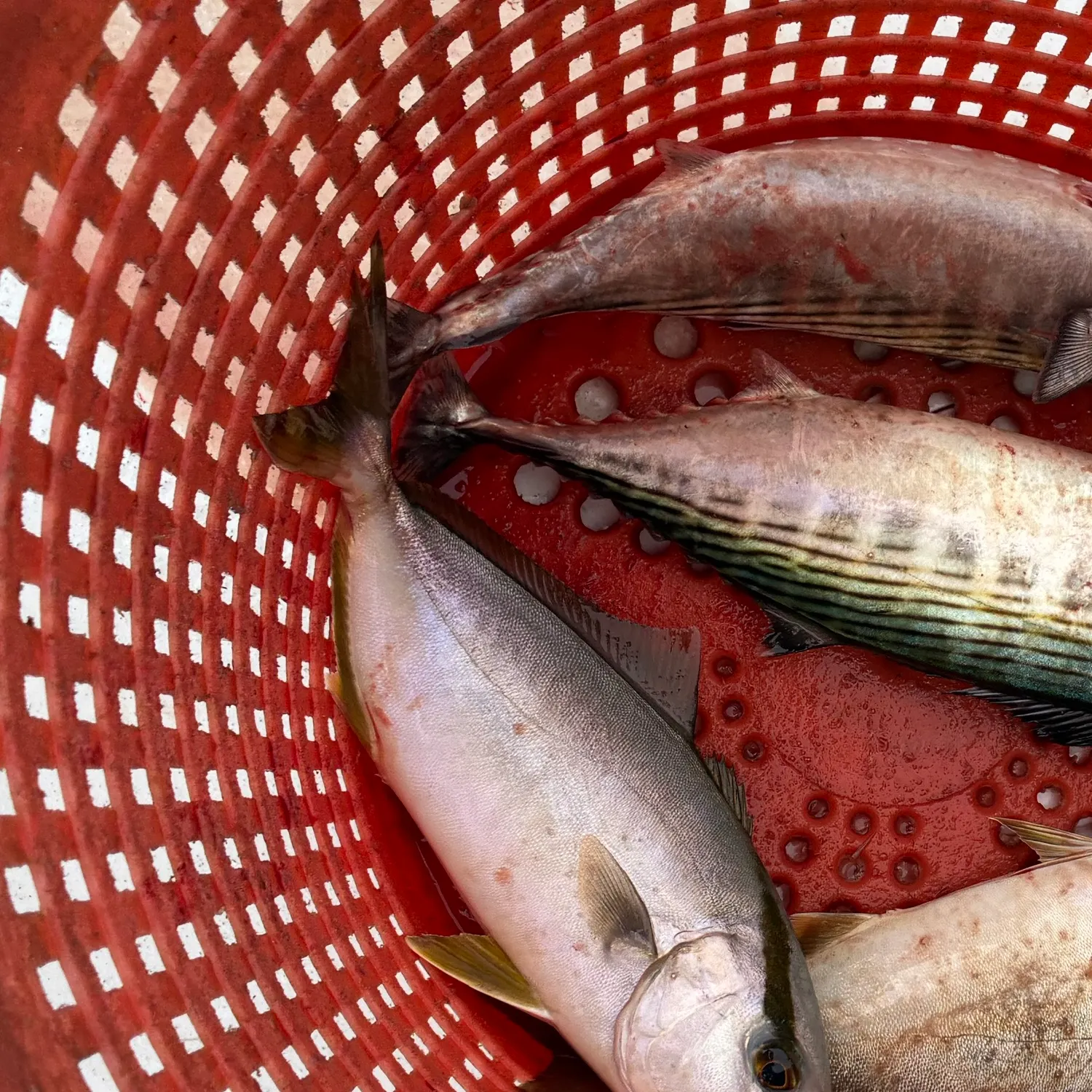 Atlantic bonito caught on Fishbrain