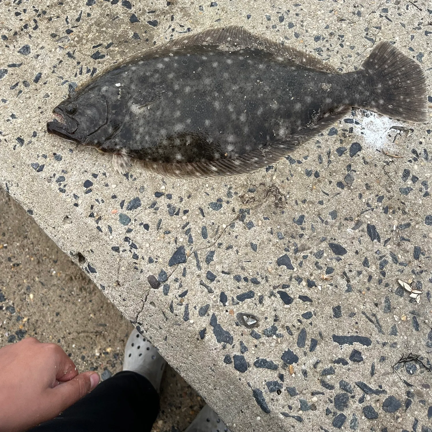 Summer flounder caught on Fishbrain