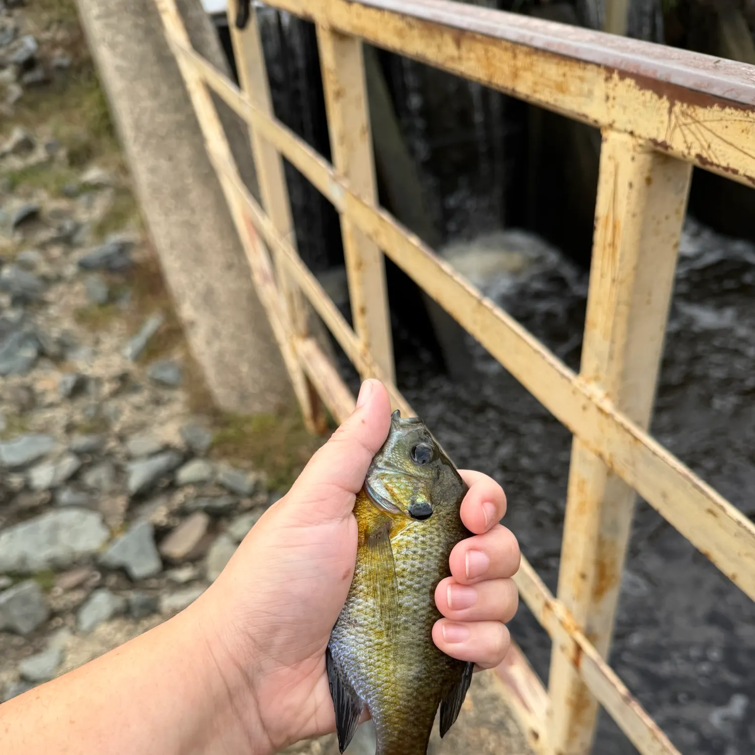 Bluegill caught on Fishbrain