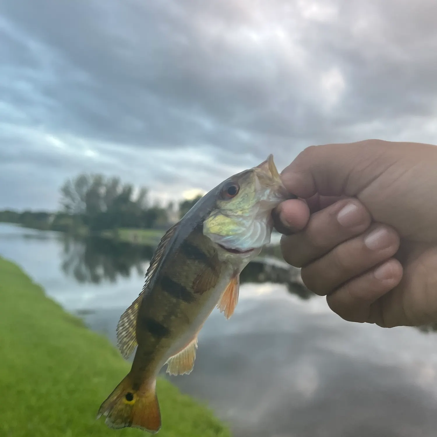Butterfly peacock bass caught on Fishbrain
