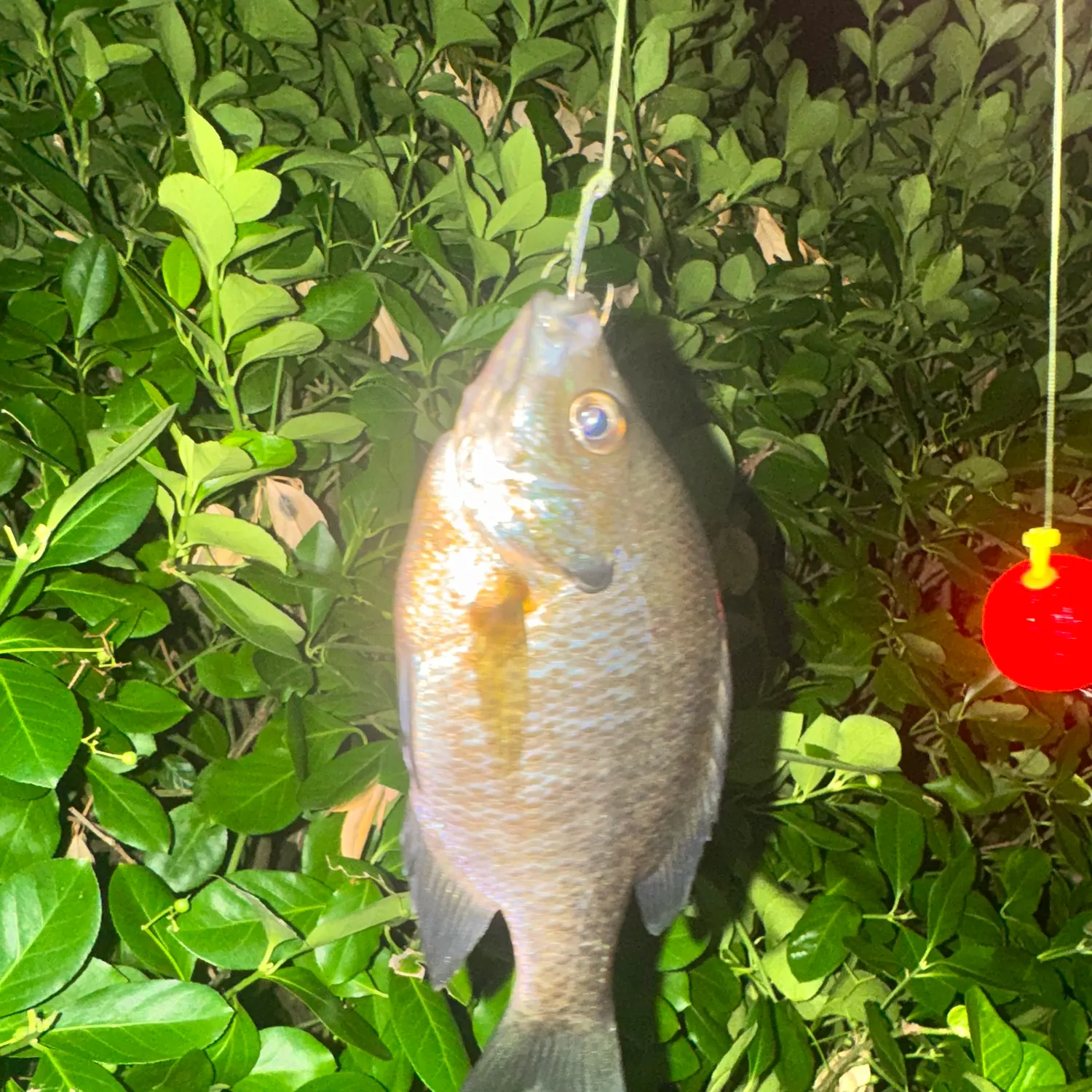 Bluegill caught on Fishbrain