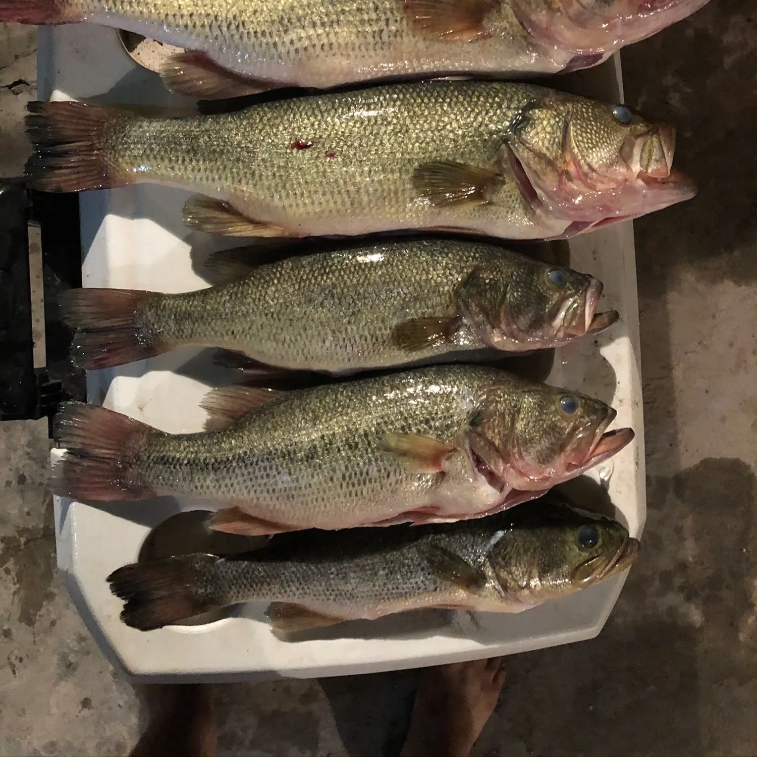 recently logged catches