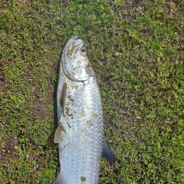 Tarpon caught on Fishbrain