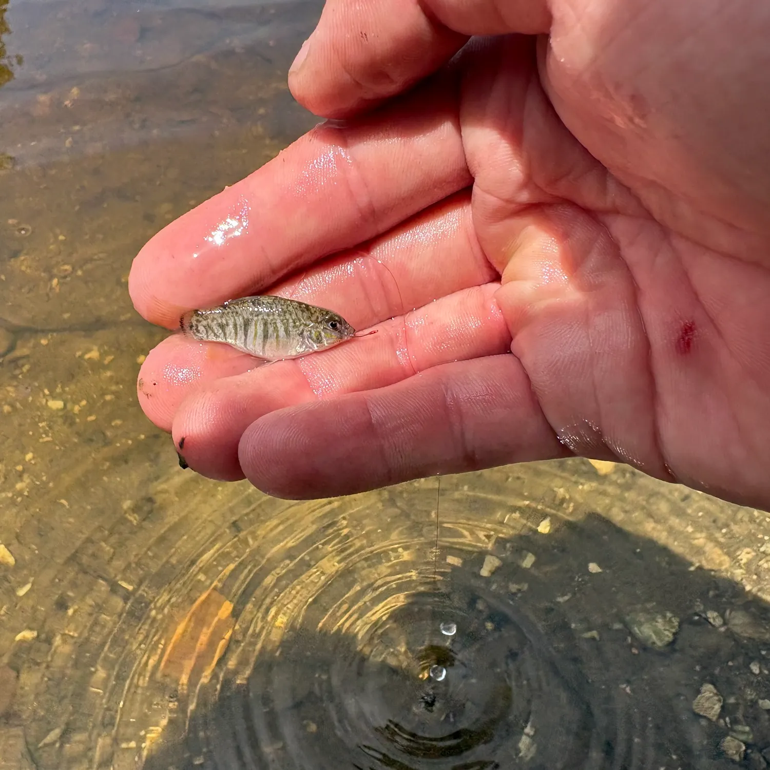 The most recent Goldspotted killifish catches on Fishbrain