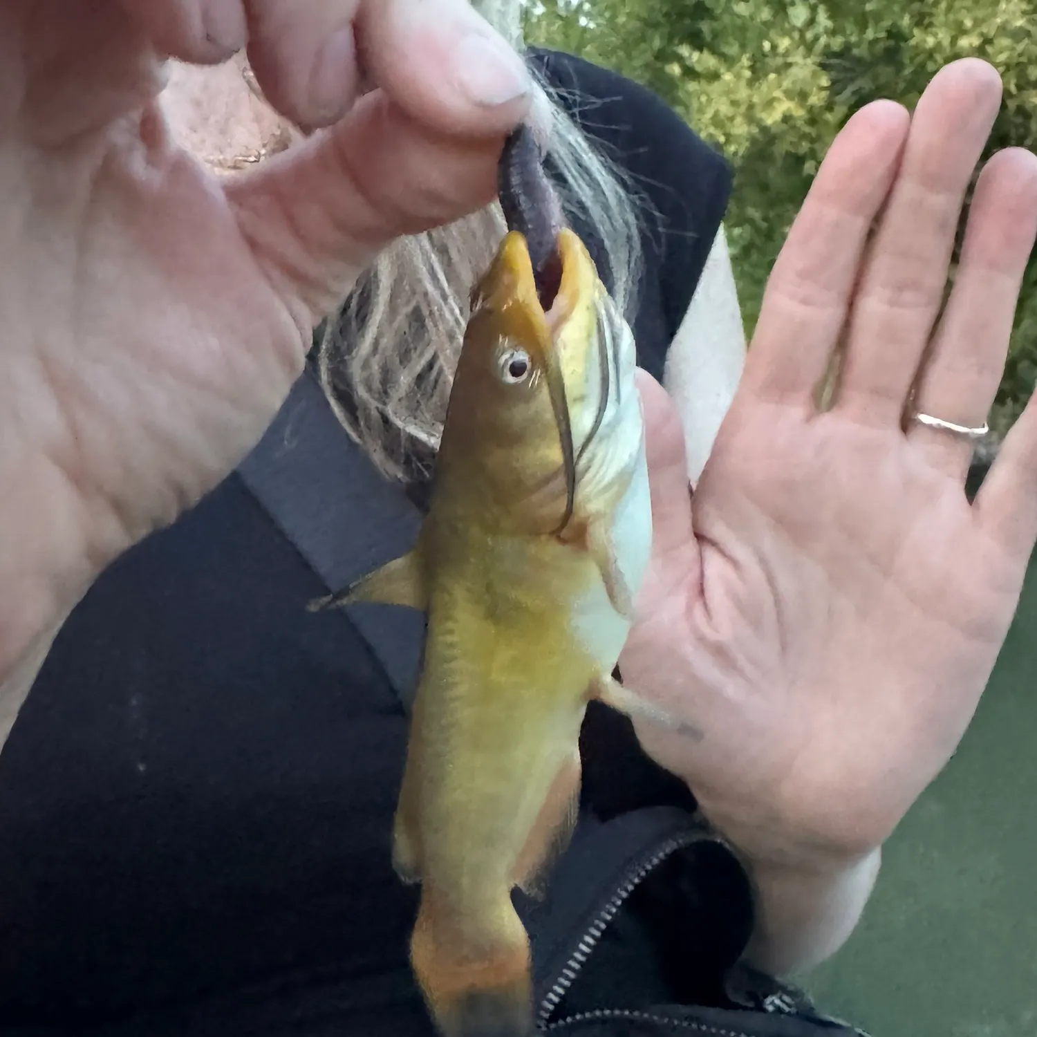 Yellow bullhead caught on Fishbrain