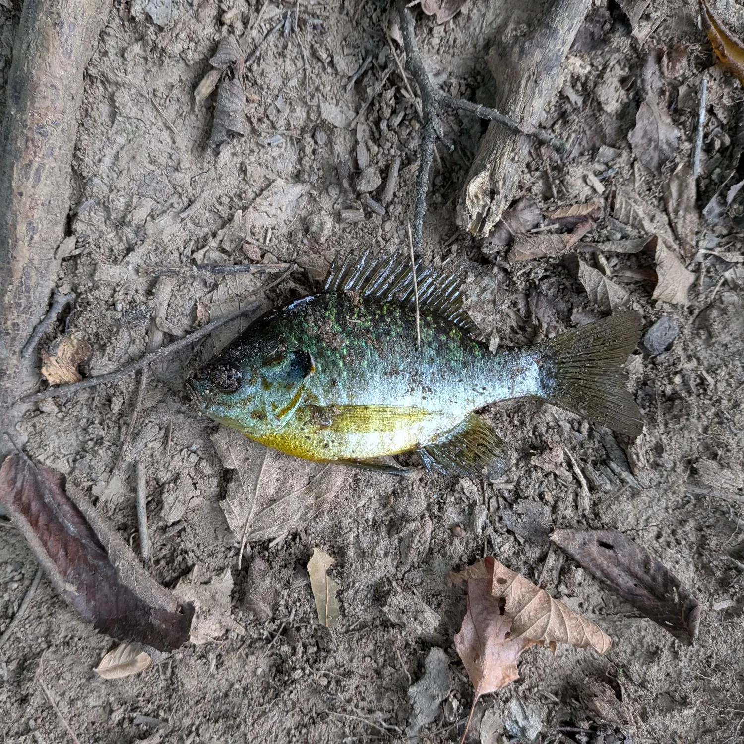 Bluegill caught on Fishbrain