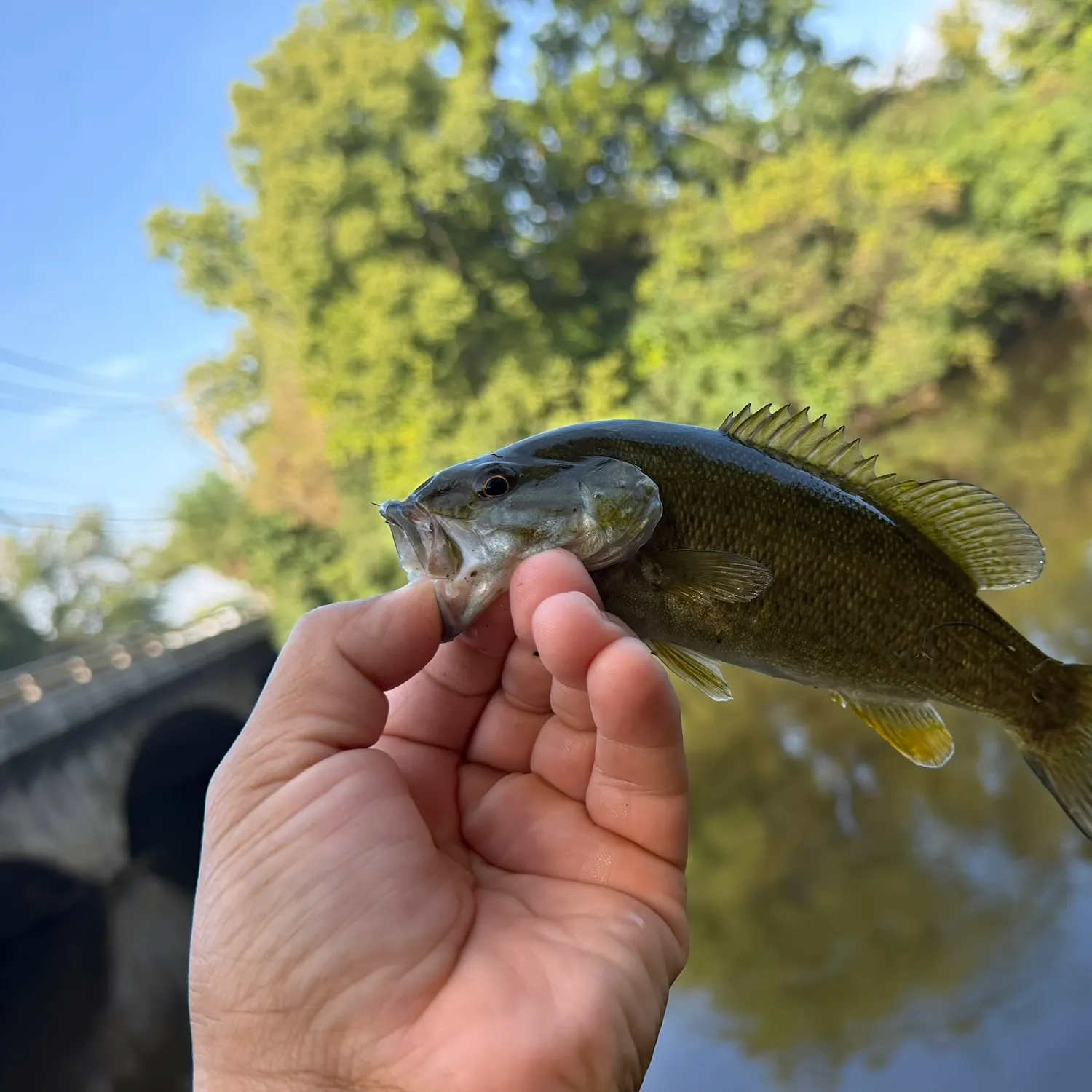 Smallmouth bass caught on Fishbrain