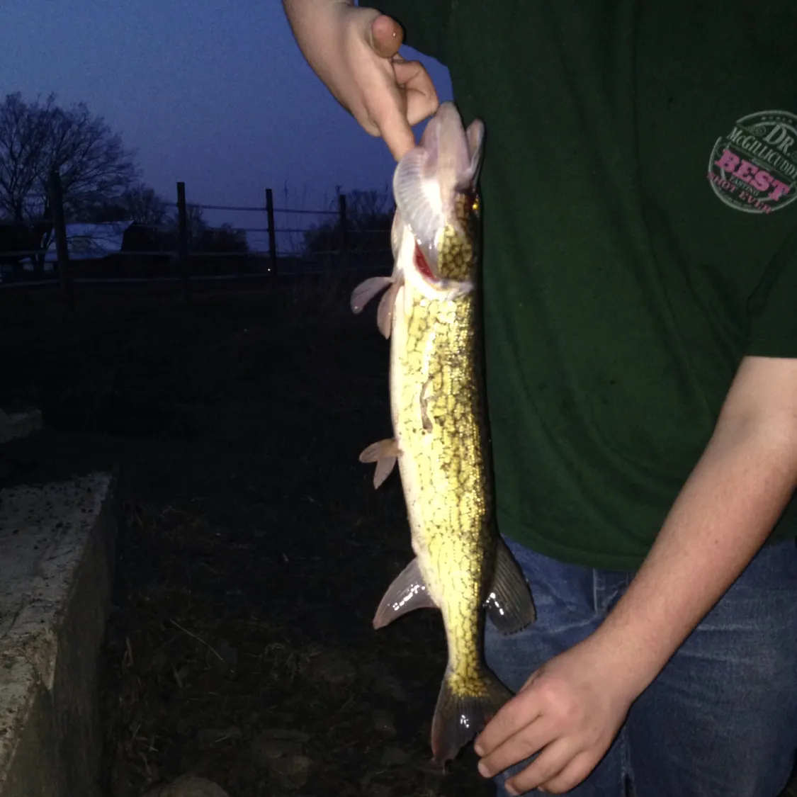 recently logged catches