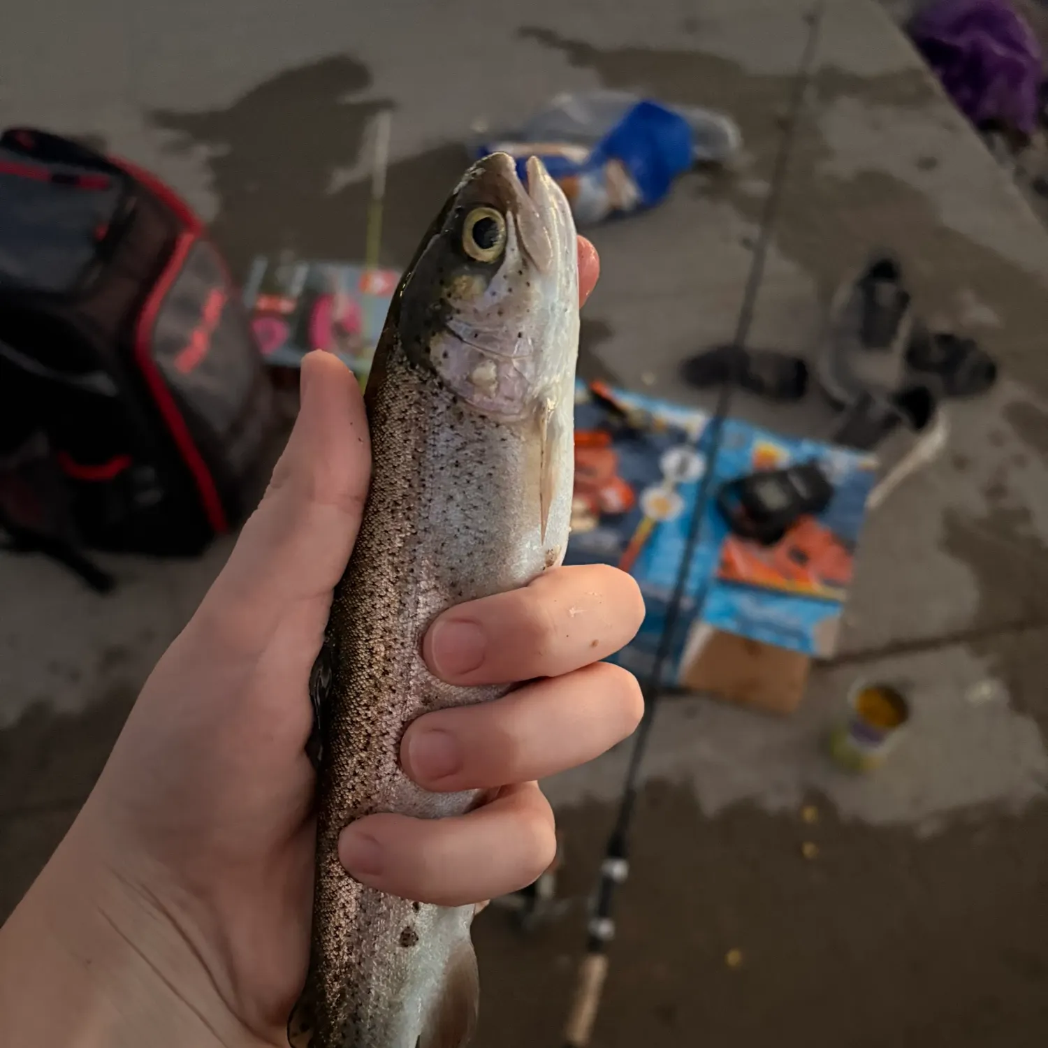 Rainbow trout caught on Fishbrain