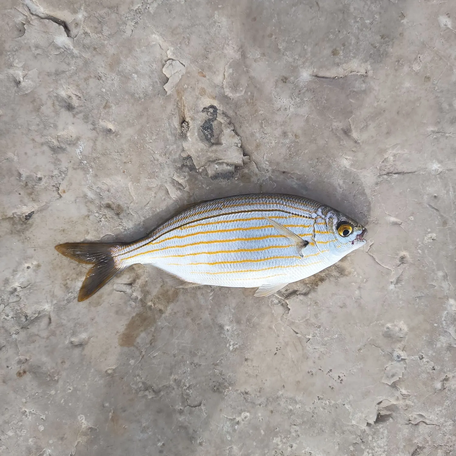 The most recent Salema porgy catches on Fishbrain