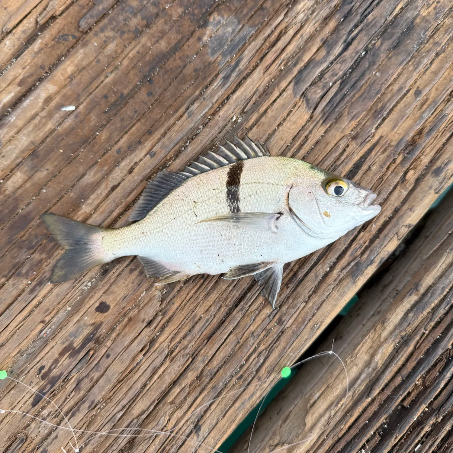 The most recent Sargo catches on Fishbrain