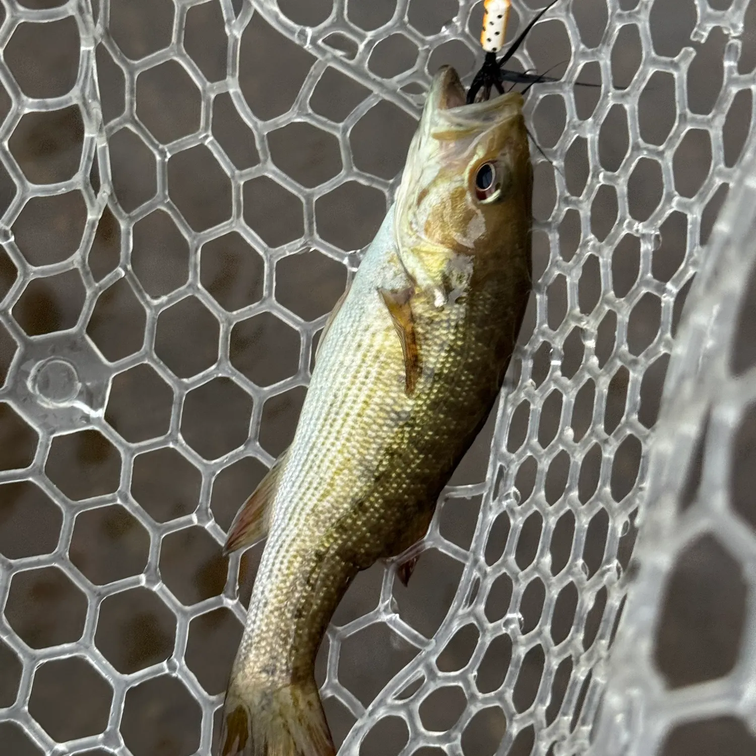 Redeye bass caught on Fishbrain