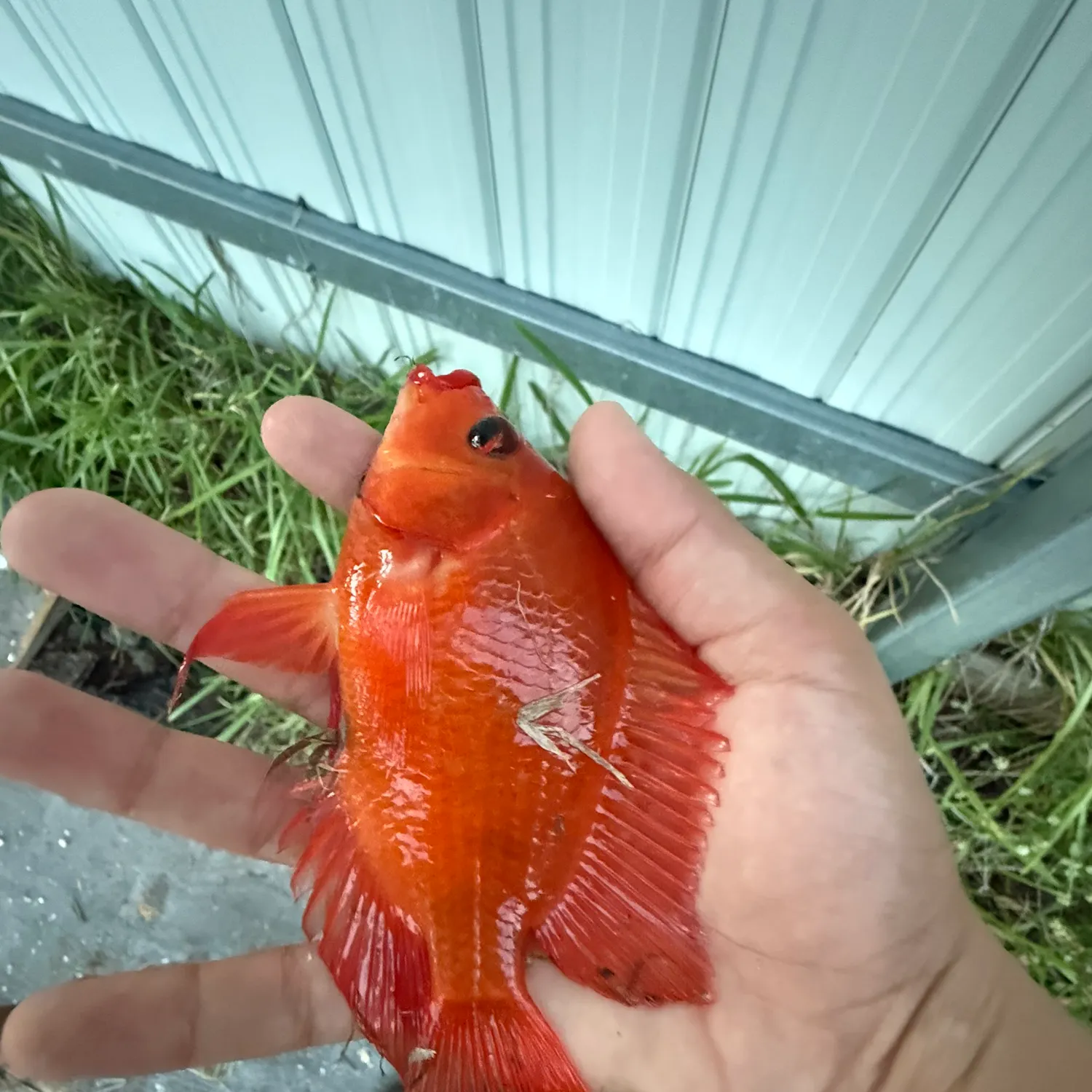 The most recent Midas cichlid catches on Fishbrain