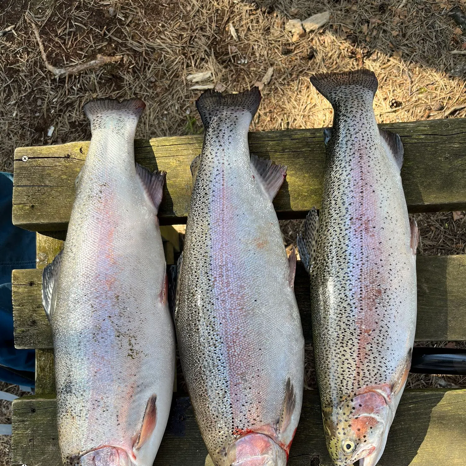 recently logged catches