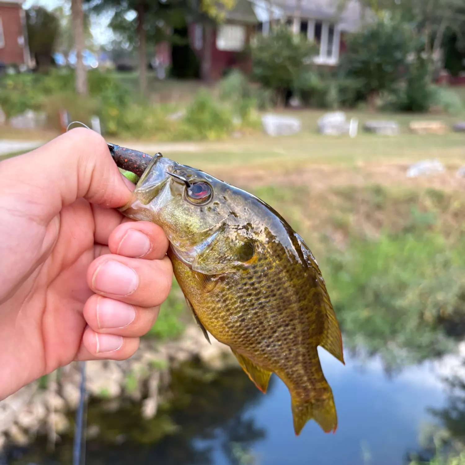 Warmouth caught on Fishbrain