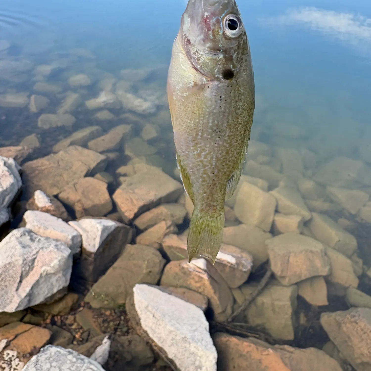 The most recent Green sunfish catches on Fishbrain