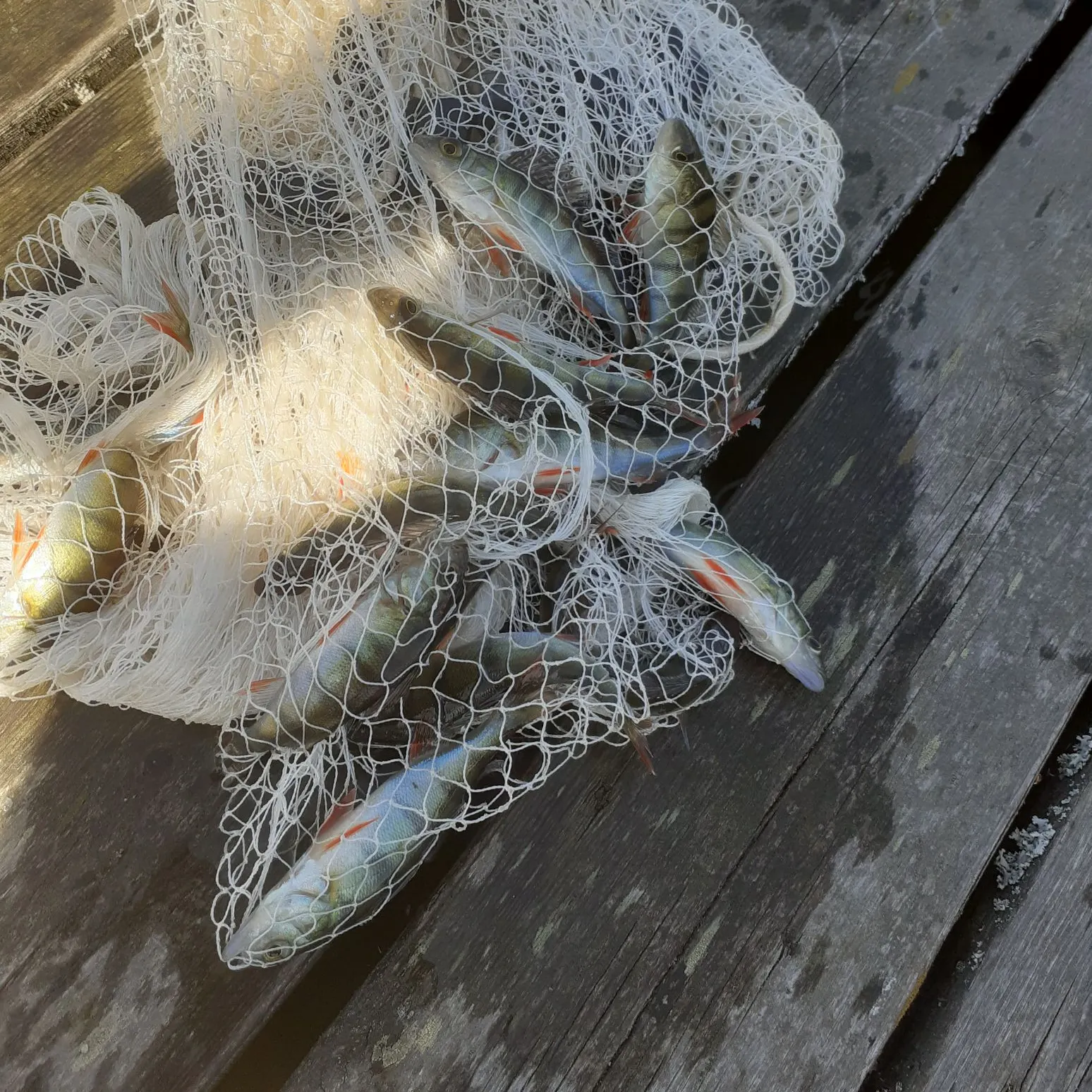 recently logged catches