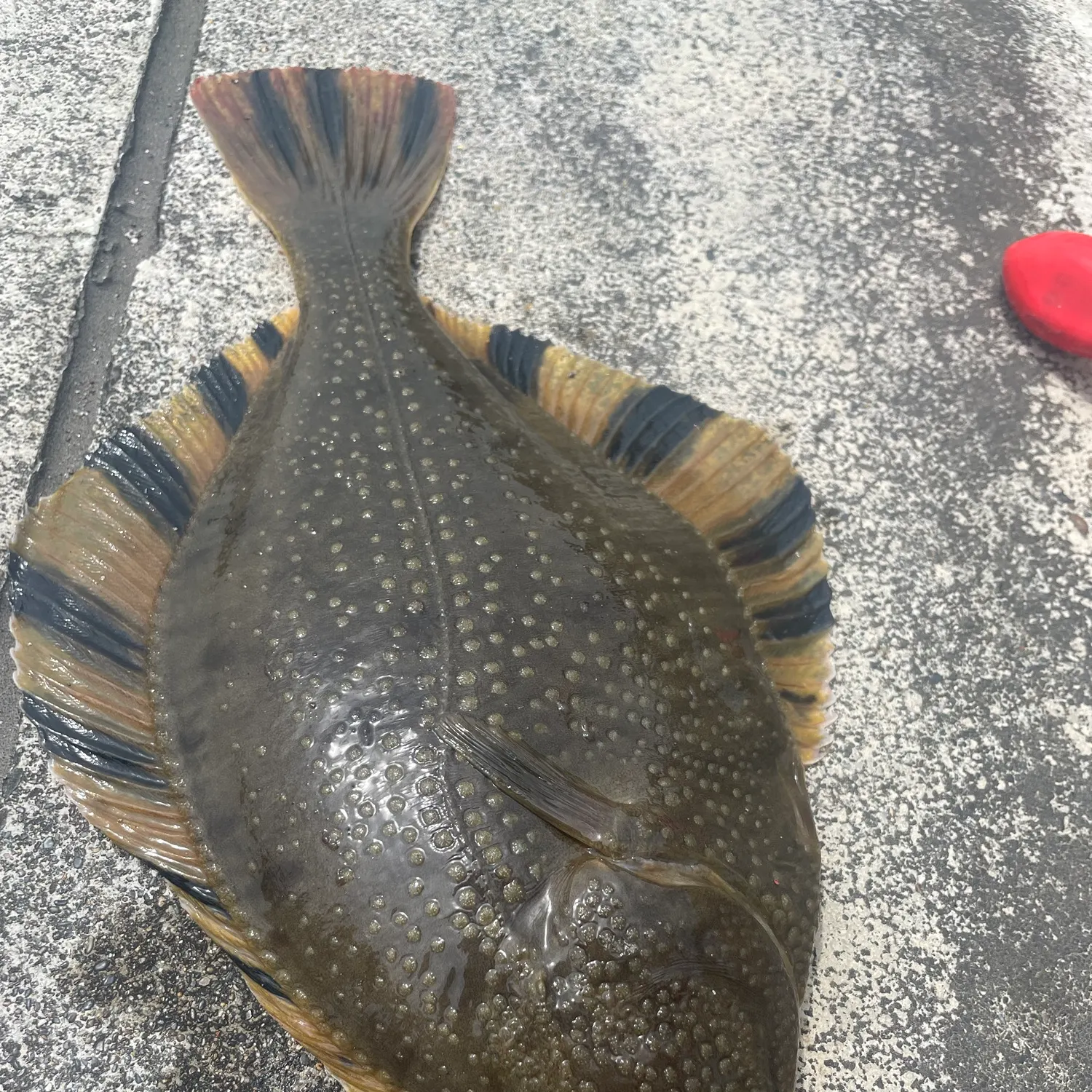 The most recent Far Eastern smooth flounder catches on Fishbrain