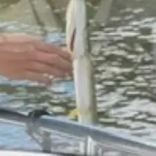 Northern pike caught on Fishbrain