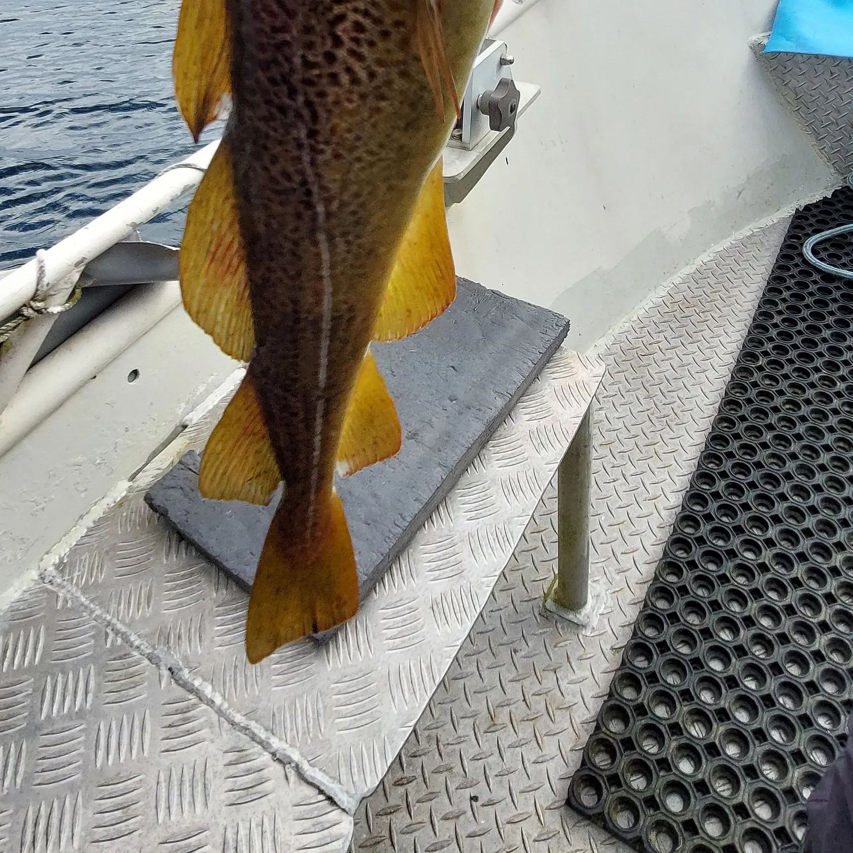 Atlantic cod caught on Fishbrain