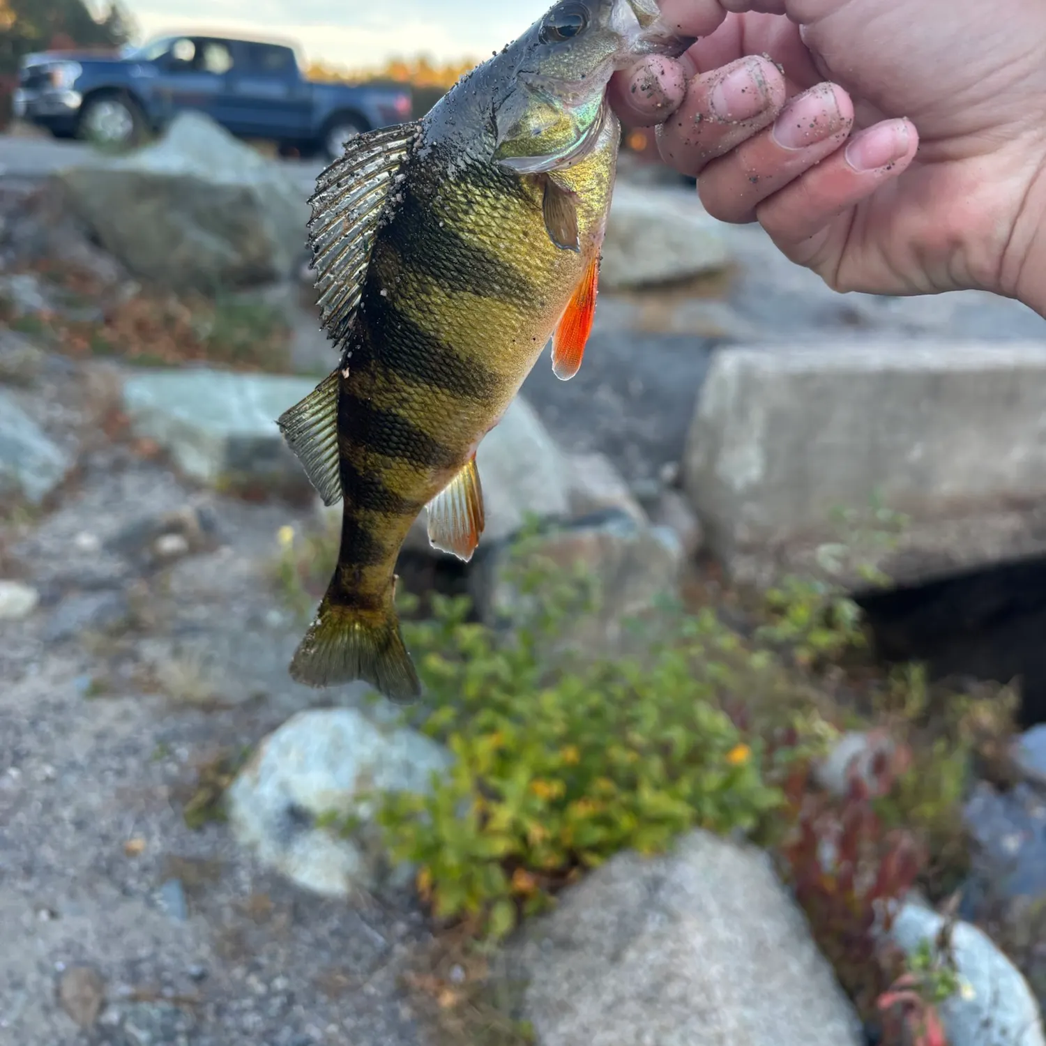 Yellow perch caught on Fishbrain