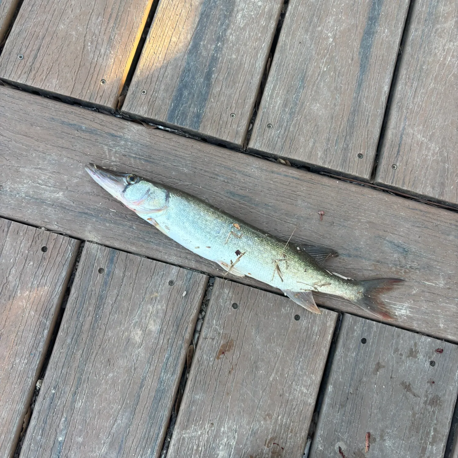 The most recent Northern pike x Chain pickerel catches on Fishbrain
