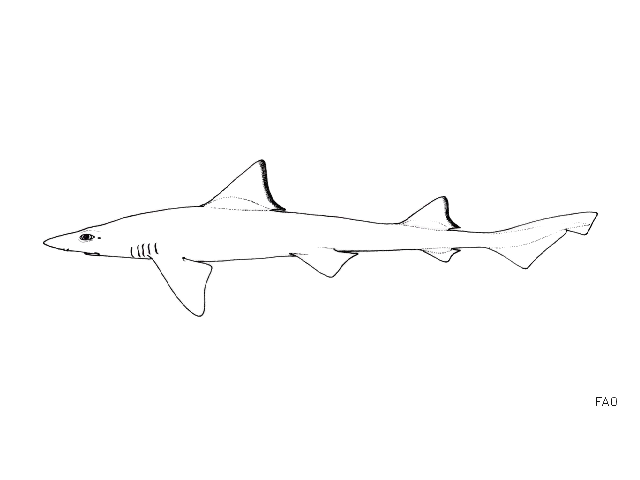 Brown smooth-hound