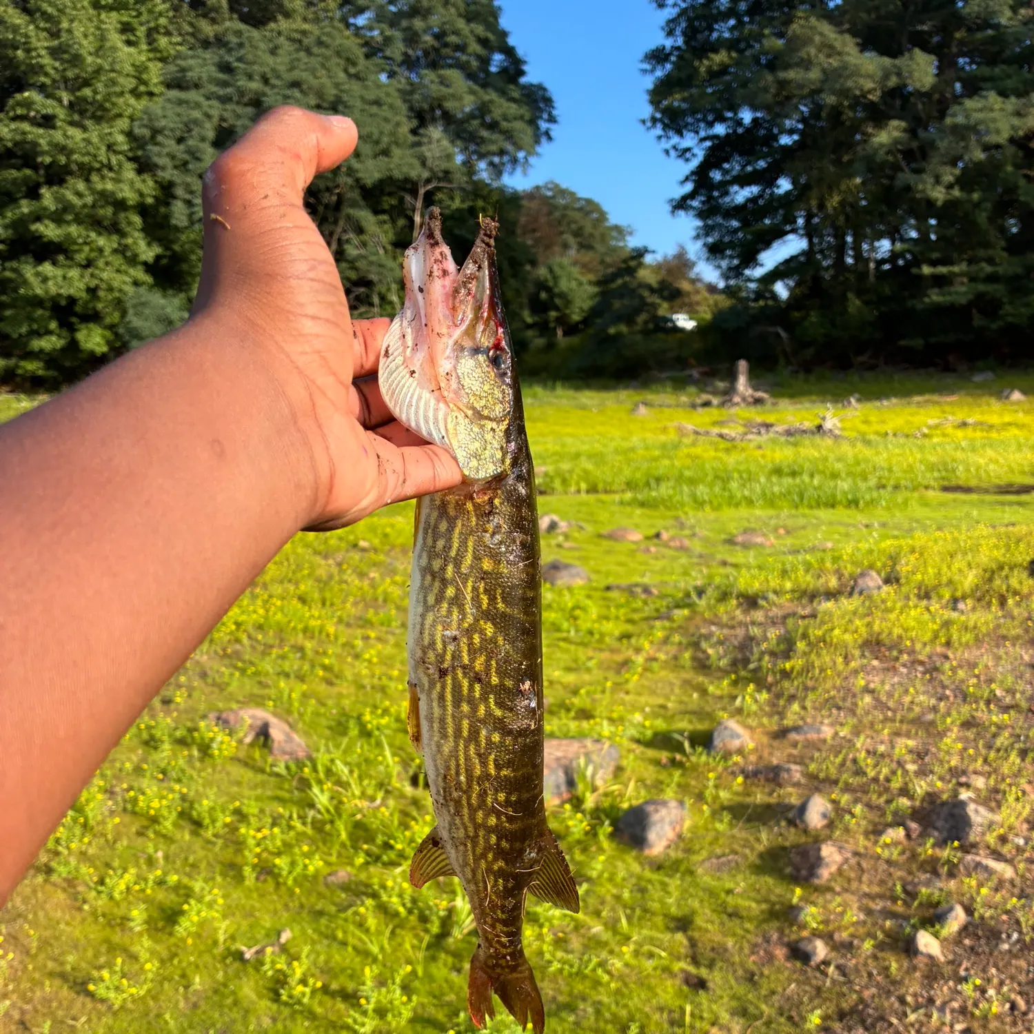 Chain pickerel caught on Fishbrain