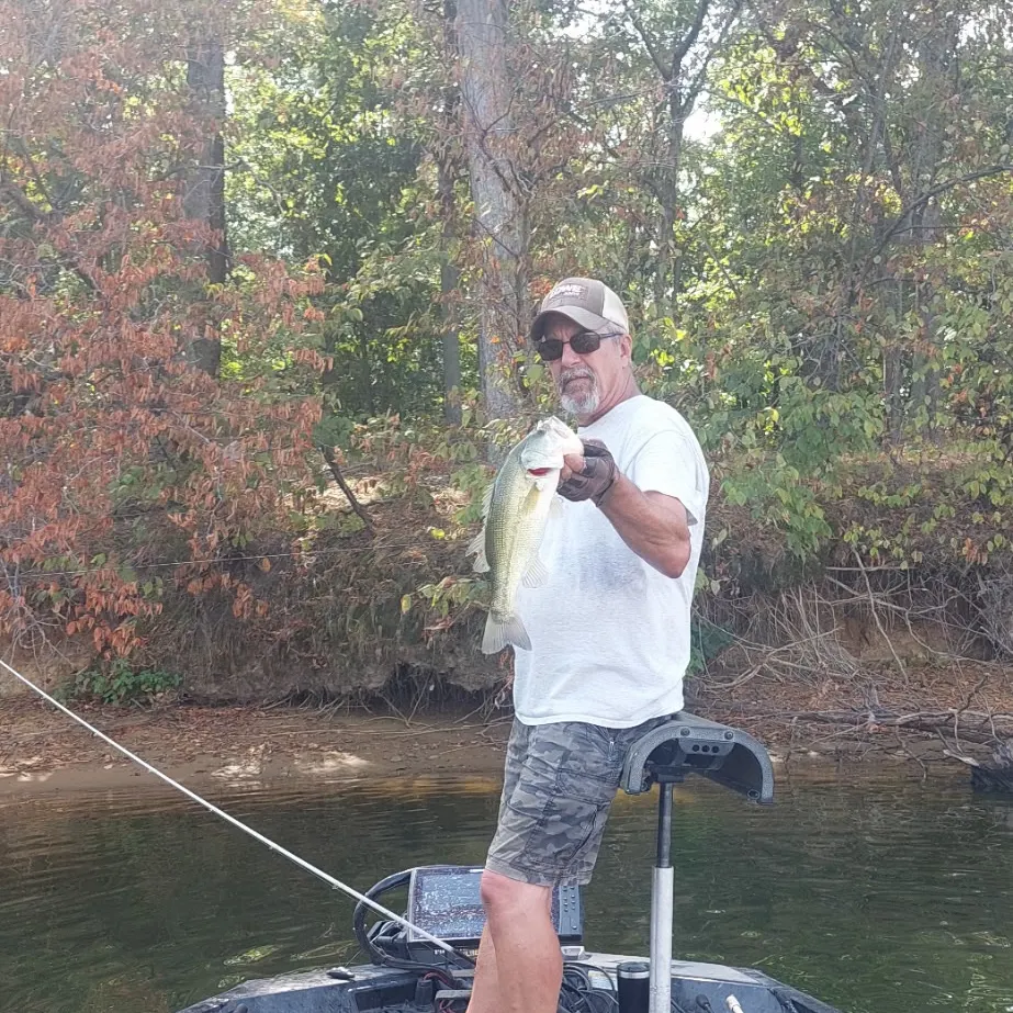 Largemouth bass caught on Fishbrain