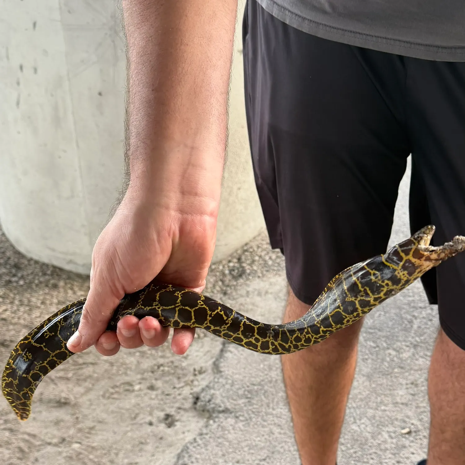 Chain moray caught on Fishbrain