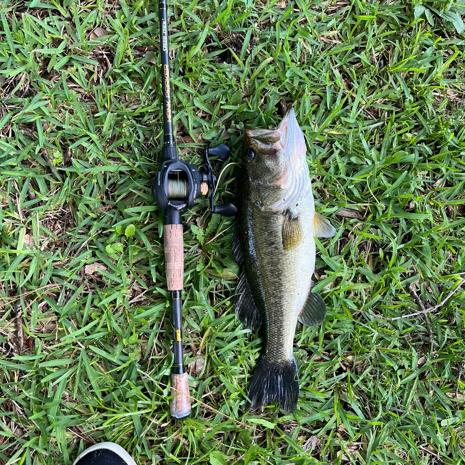 Largemouth bass caught on Fishbrain