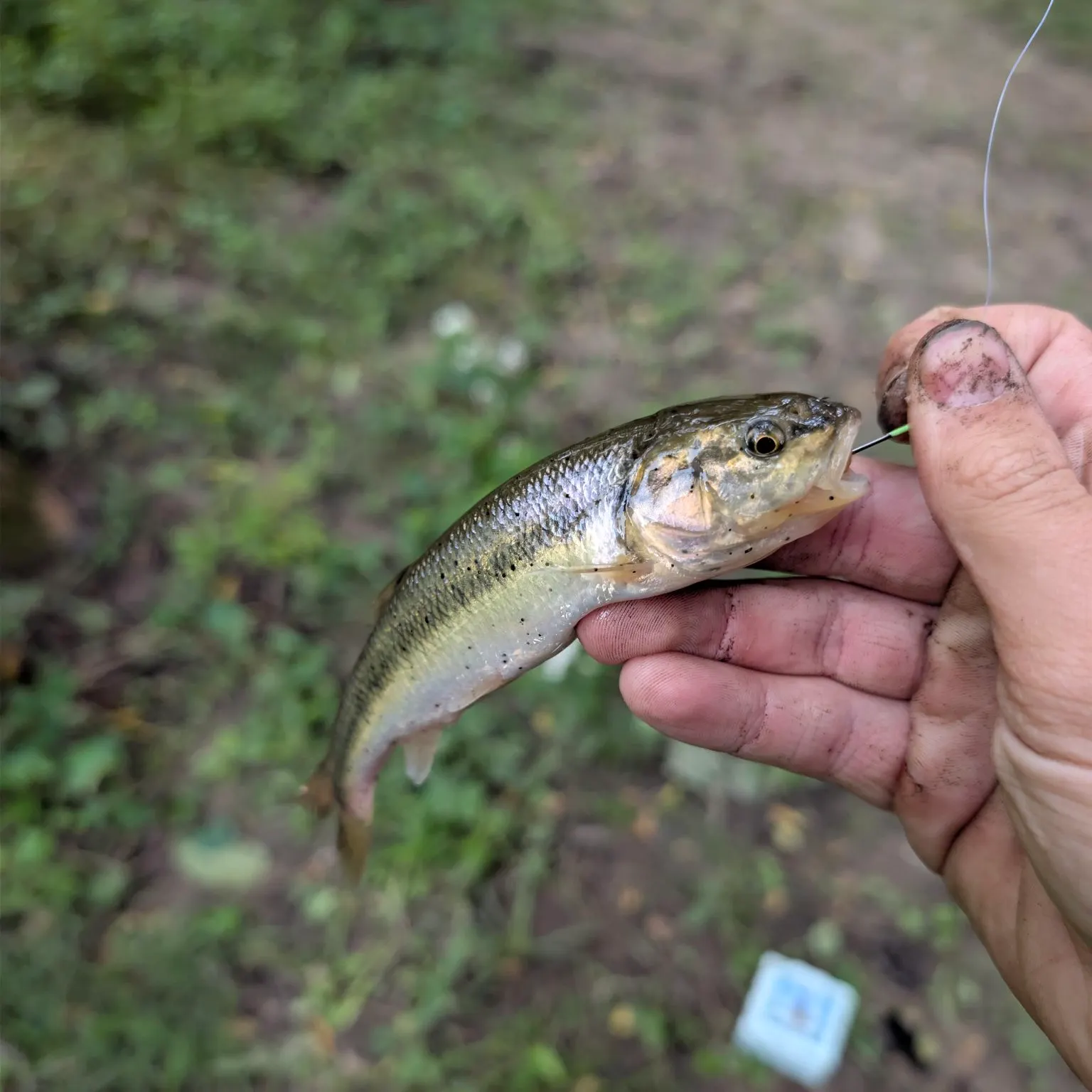 Creek chub caught on Fishbrain