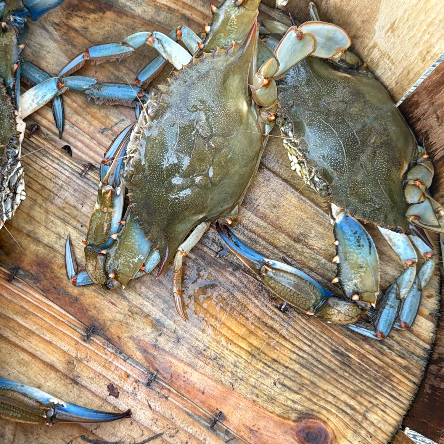 The most recent Blue crab catches on Fishbrain