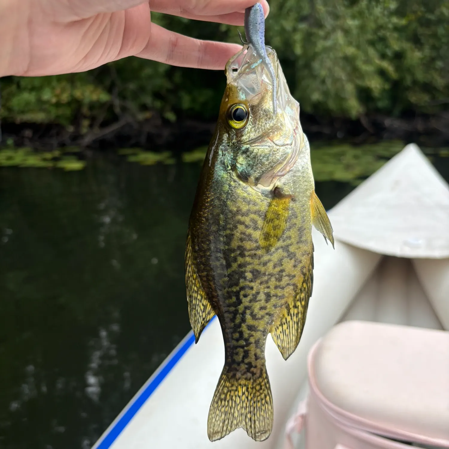 Black crappie caught on Fishbrain