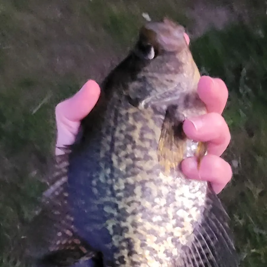 Black crappie caught on Fishbrain