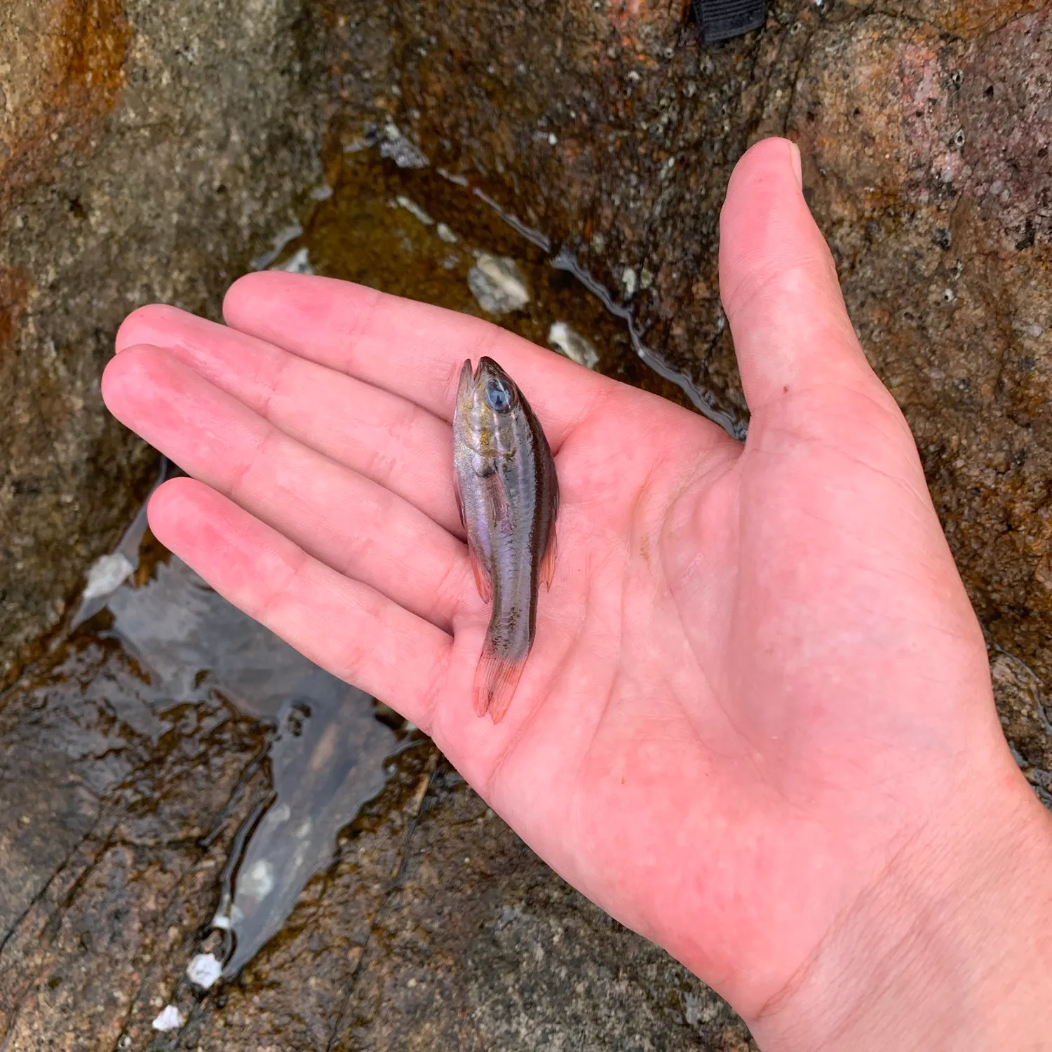 The most recent Ochre-striped cardinalfish catches on Fishbrain