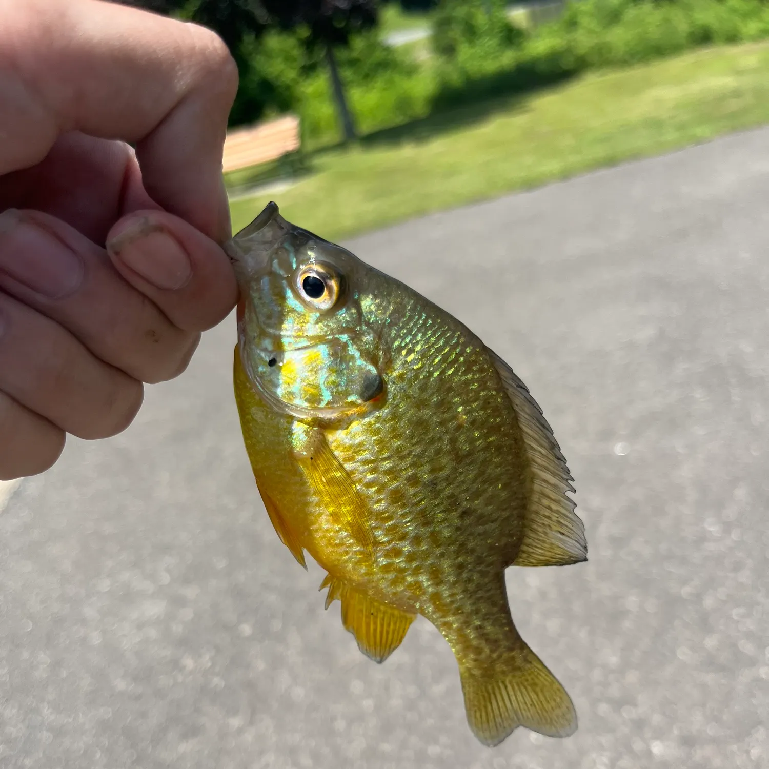 catch