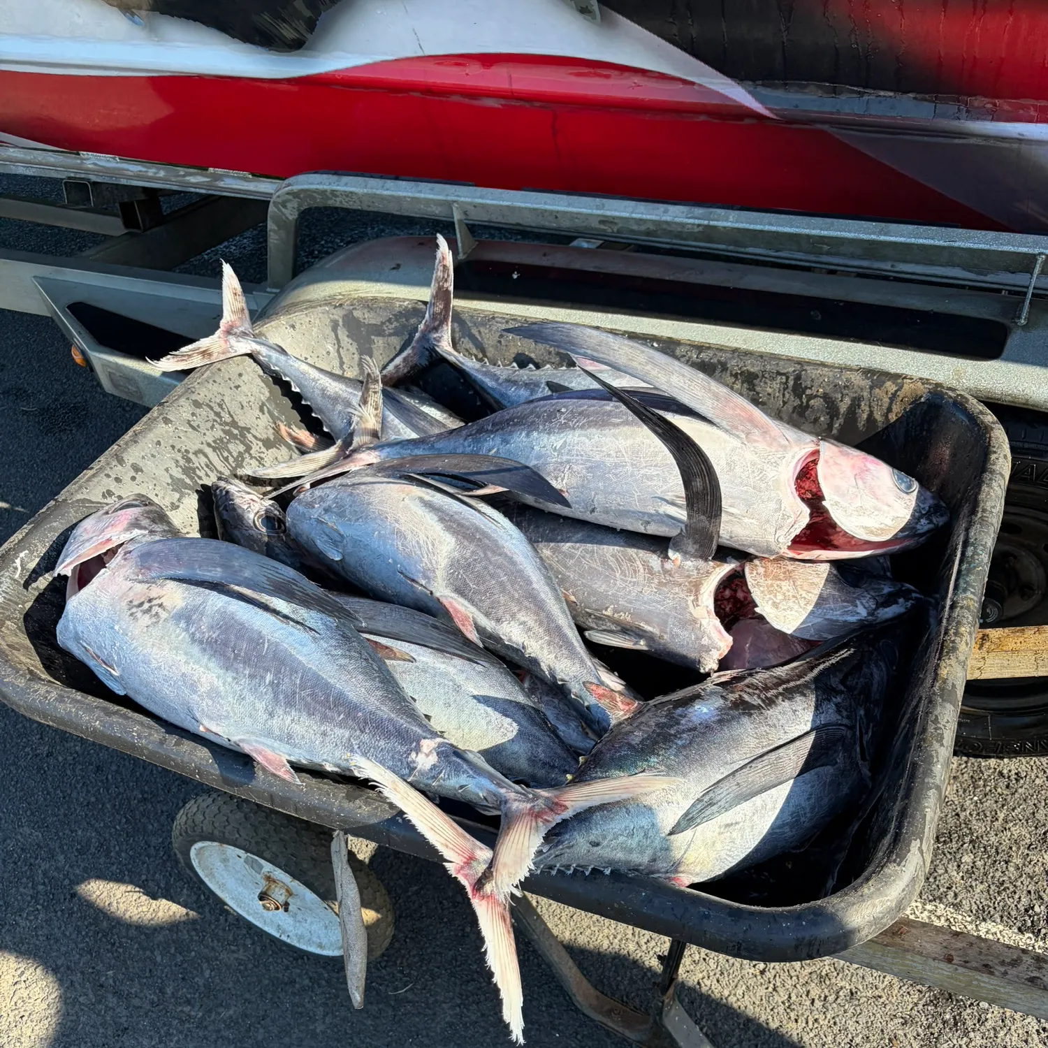 The most recent Albacore catches on Fishbrain