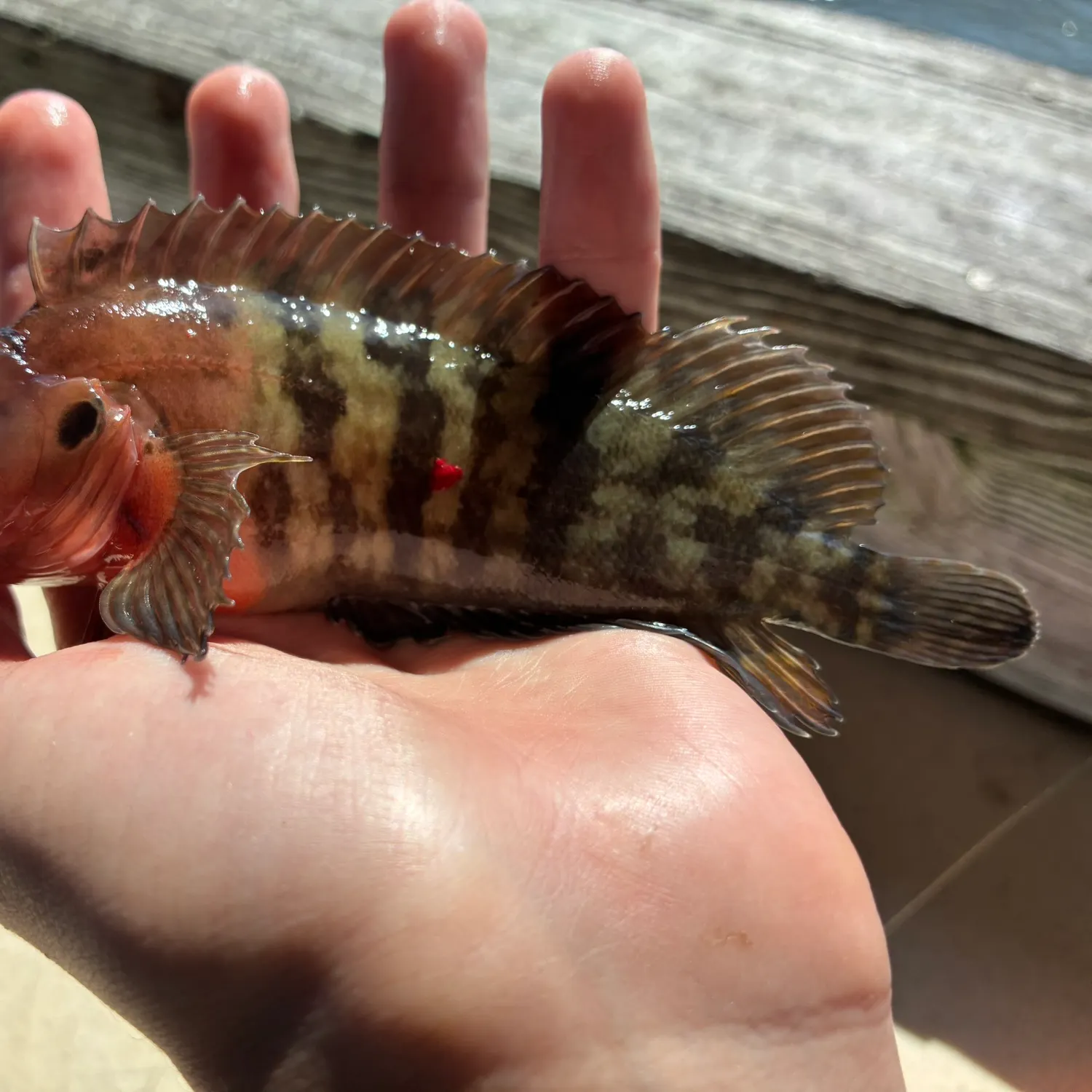 The most recent Masquerader hairy blenny catches on Fishbrain
