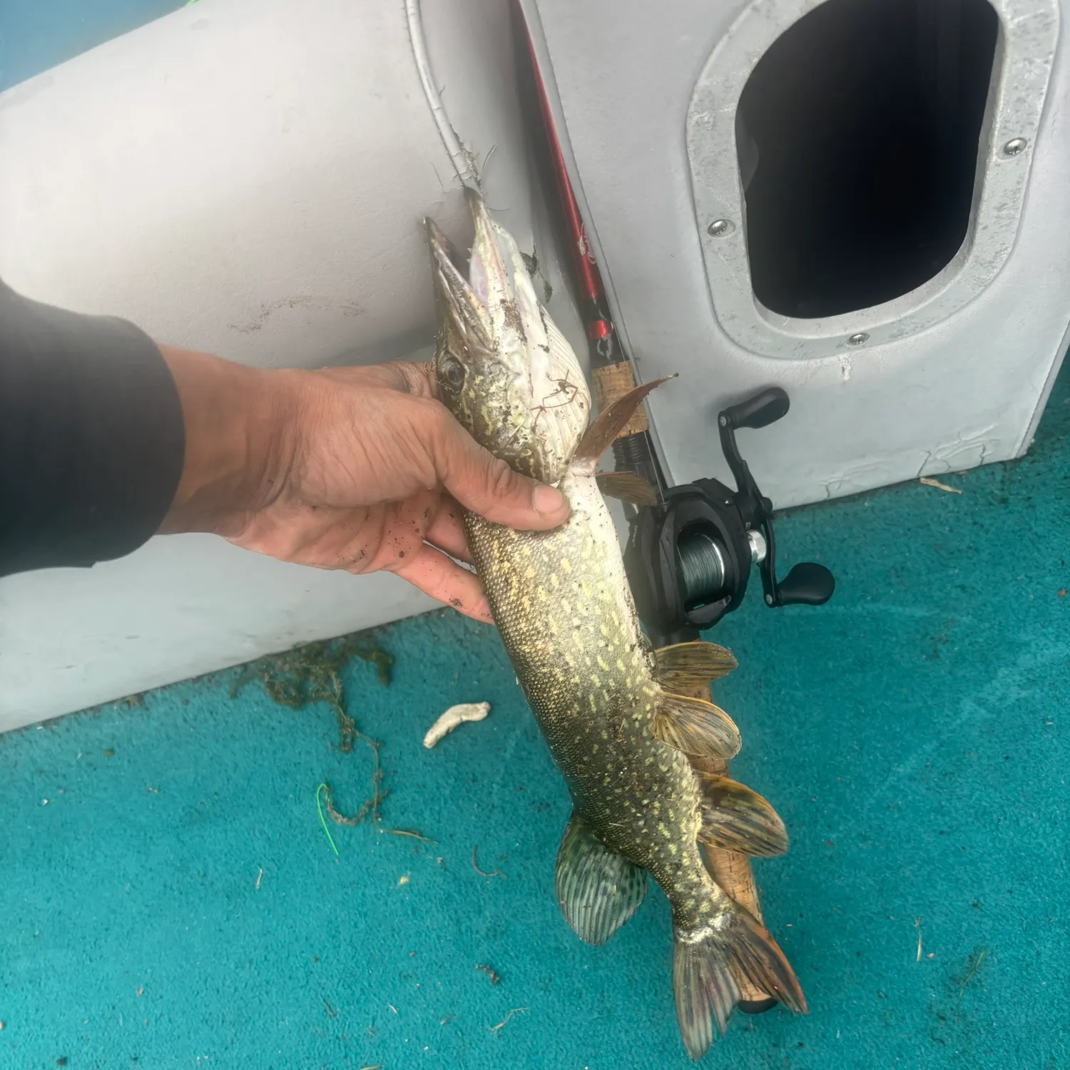 Northern pike caught on Fishbrain