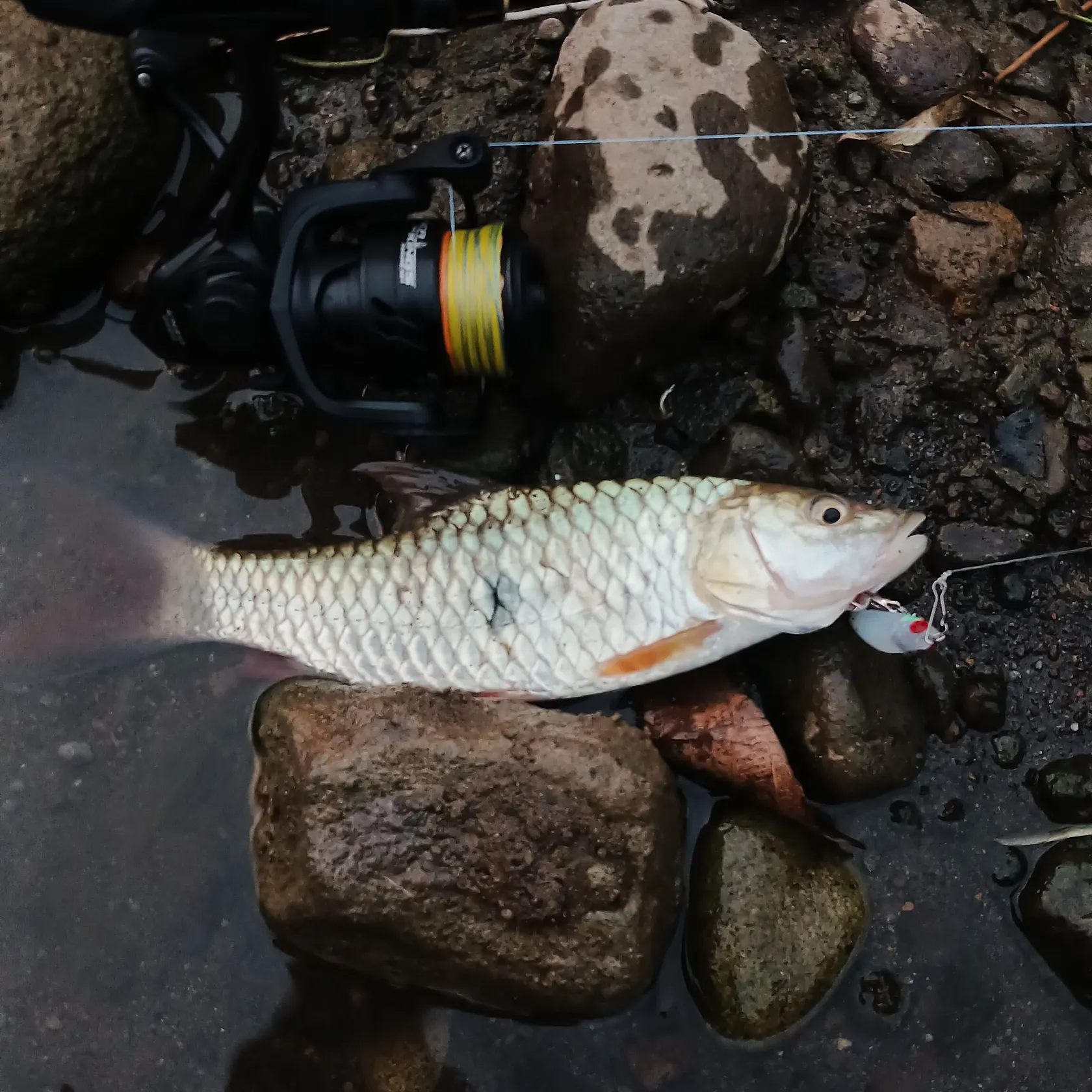 The most recent Hampala barb catches on Fishbrain