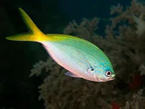 Redbelly yellowtail fusilier