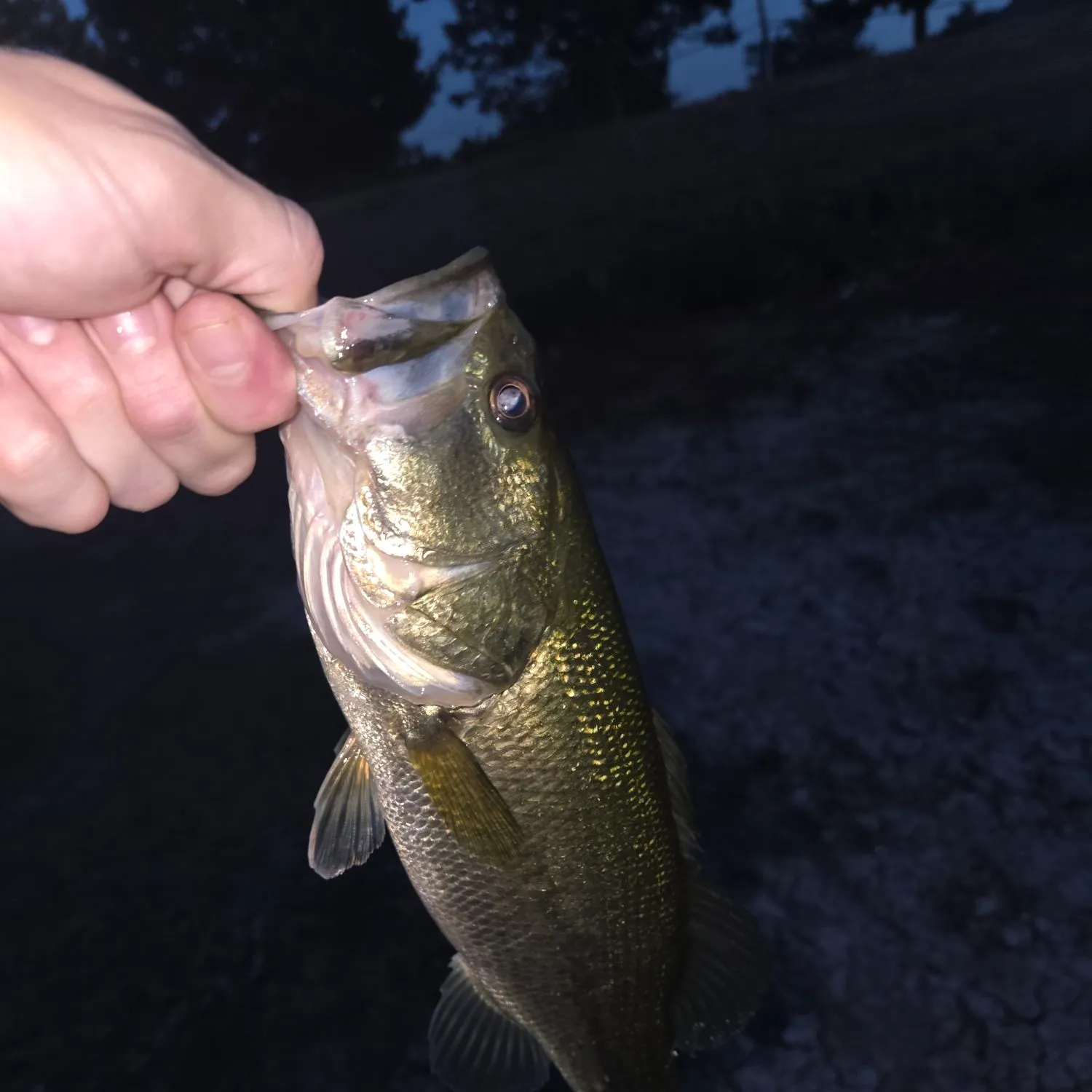 Largemouth bass caught on Fishbrain