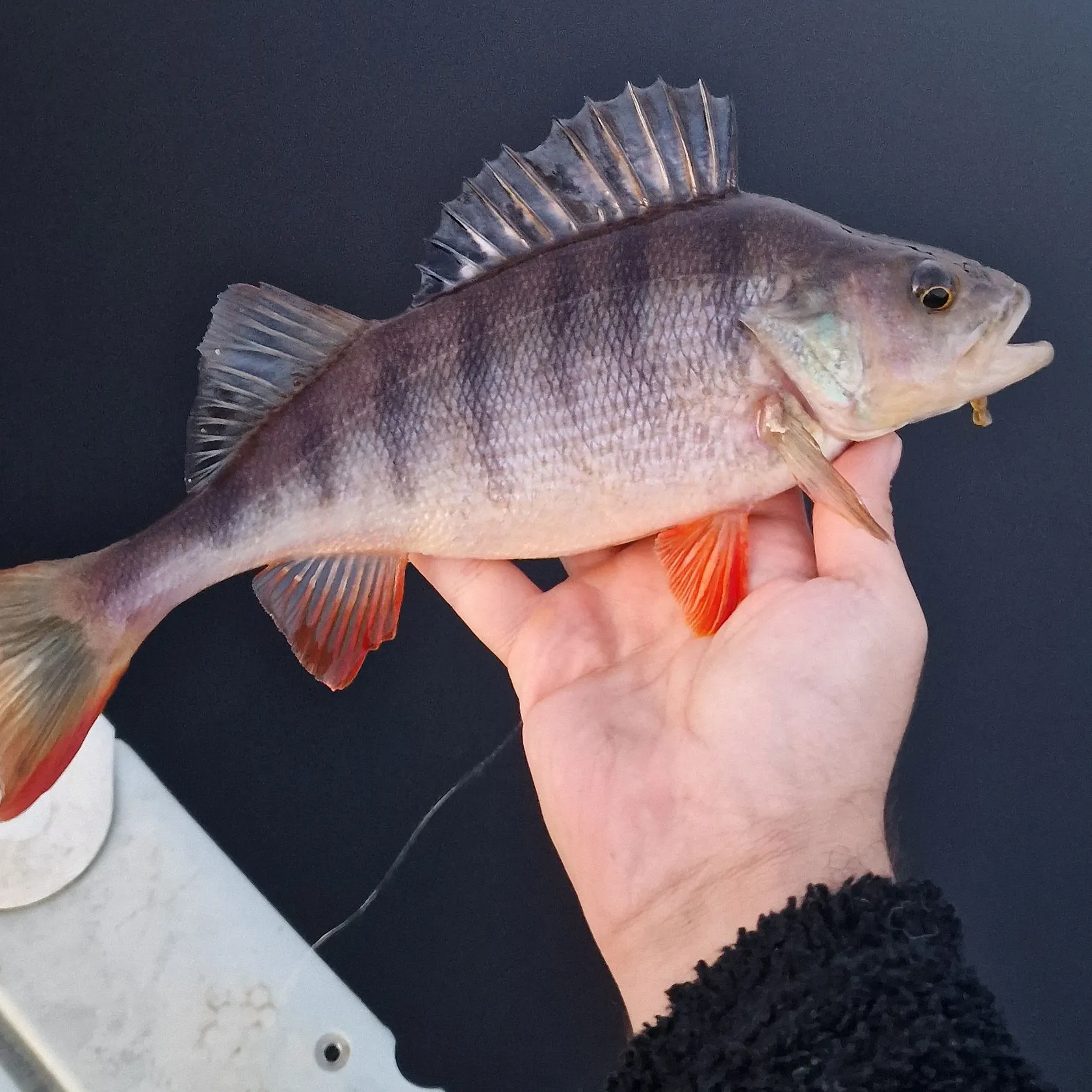 European perch caught on Fishbrain