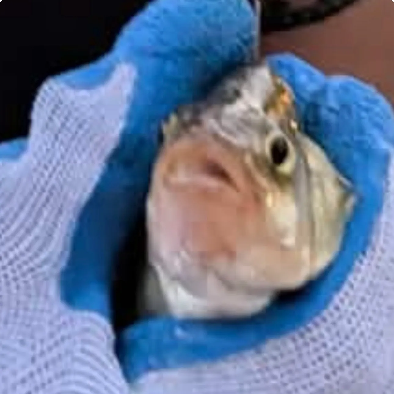 White perch caught on Fishbrain