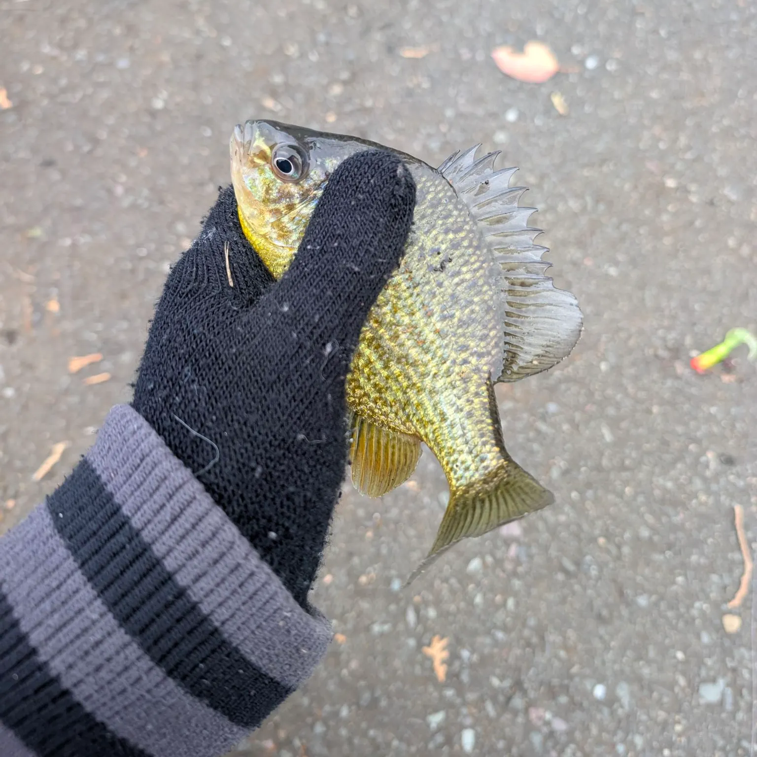 Pumpkinseed caught on Fishbrain