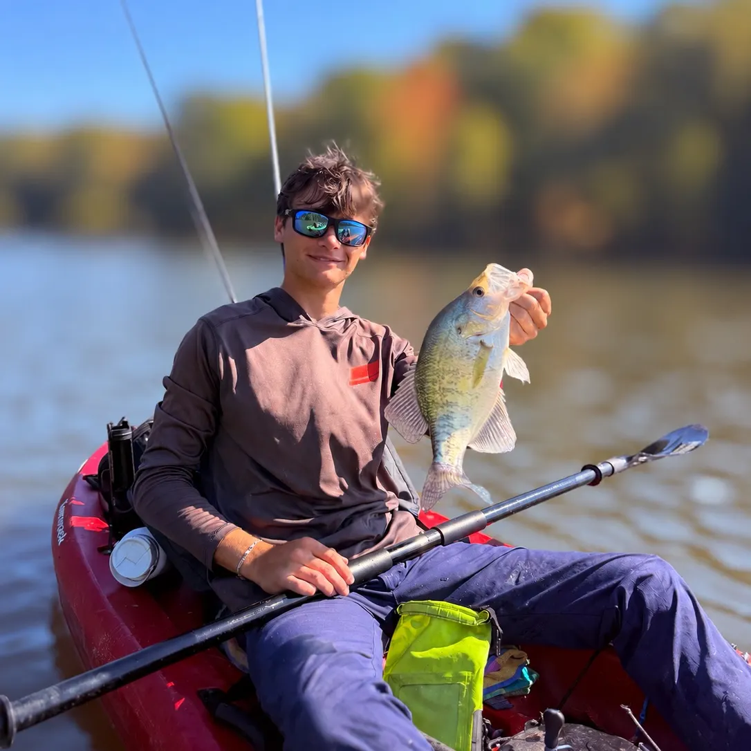 White crappie caught on Fishbrain
